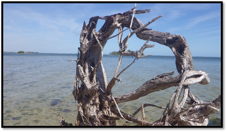 A close-up of a tree stump

Description automatically generated